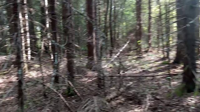 Грибы в лесу. смотреть онлайн