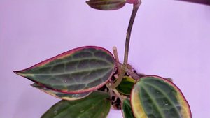 Обзор коллекции растений Часть 7 Хойи на стеллаже