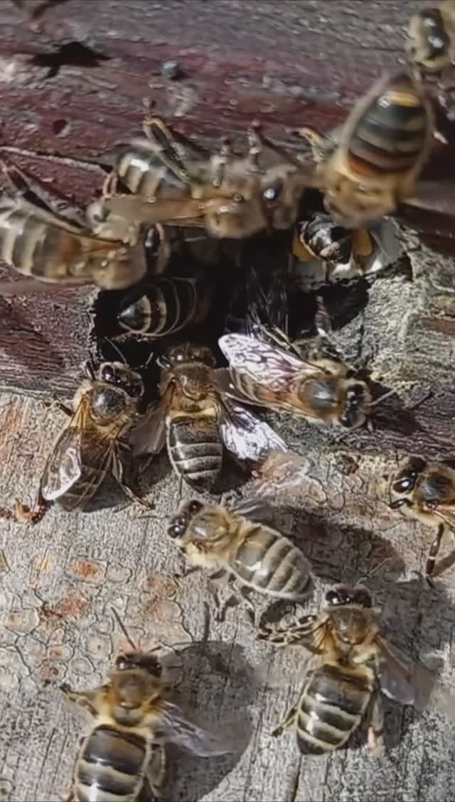 Пчёлки с обножкой