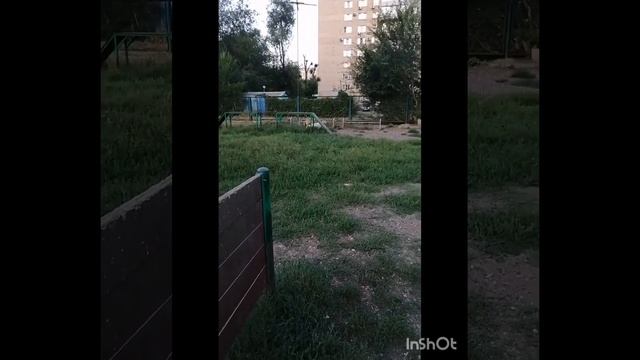 7.Все части за14.08.23г.1-6части. Джуна и её друзья на собачьей площадке#животныймир #собакаизприют