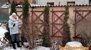 Дерен Сибирика, пузыреплодник  Диаболо,пузыреплодник  калинолистный Ангел. КАК НАЧИНАТЬ ФОРМИРОВАТЬ