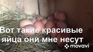 Содержание кур зимой