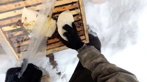 Зимовка пчел на сетчятом дне в Кировской области часть 2