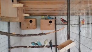 Волнистые попугаи не хотят размножаться!