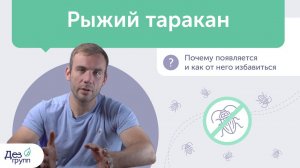 Рыжий таракан: почему появляется и как от него избавиться