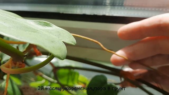 размножение,укоренение филодендрона лазящего,краснеющего.