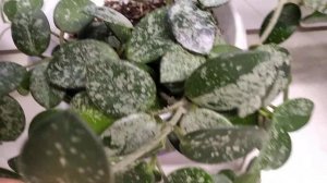 Хойя Матильда Сильвер и др