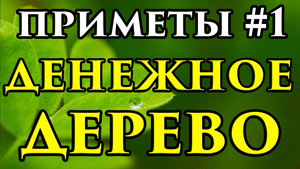 Можно ли держать дома Денежное дерево - приметы ? - Маг Fose