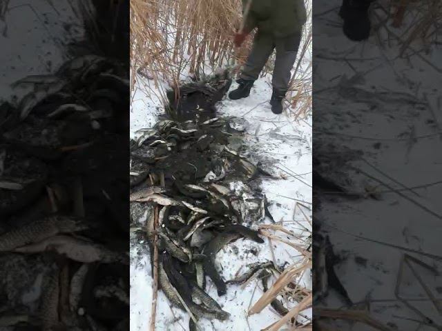 Щук выше крыши
