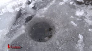 Судак на Финском заливе