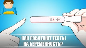Как работают тесты на беременность? [Plushkin]