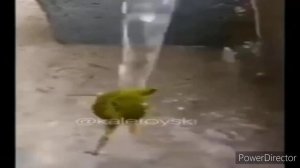 Широкая лягушка танцует под душем