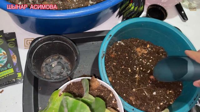 БЕГОНИЯ ВЕНОЗА гүлінің күтіміТЕЗ БЕЙІМДЕЛУІНЕ ҚҰНАРЛЫ ТОПЫРАҚ