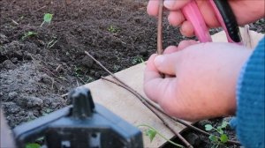 ЧЕРЕНКОВАНИЕ МЕТЕЛЬЧАТОЙ ГОРТЕНЗИИ ОСЕНЬЮ ОДРЕВЕСНЕВШИМИ ЧЕРЕНКАМИ