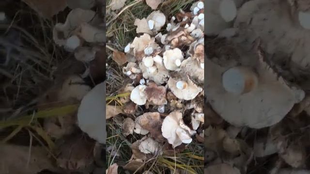 Рядовка тополевая смотреть онлайн