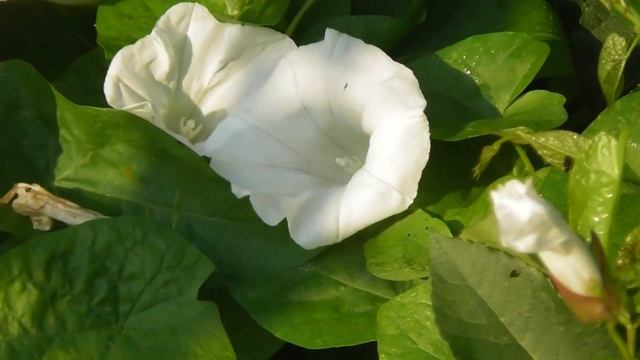 лекарственные растения, Повой Заборный, Calystegia sepium