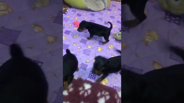 Щенки породы цвергпинчер. Питомник Из Дома Купидона смотреть онлайн