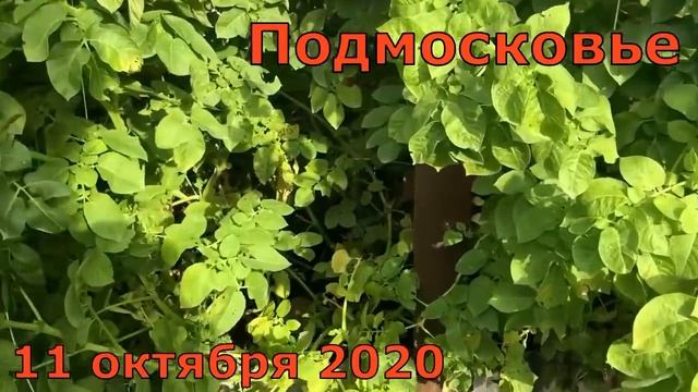 Картофель СЫНОК суперкрупный сорт смотреть онлайн