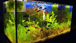 Как я начал заниматься аквариумистикой!