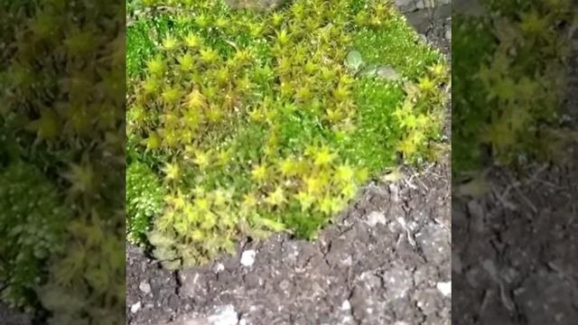 Мох Сфагнум полезные свойства и где искать