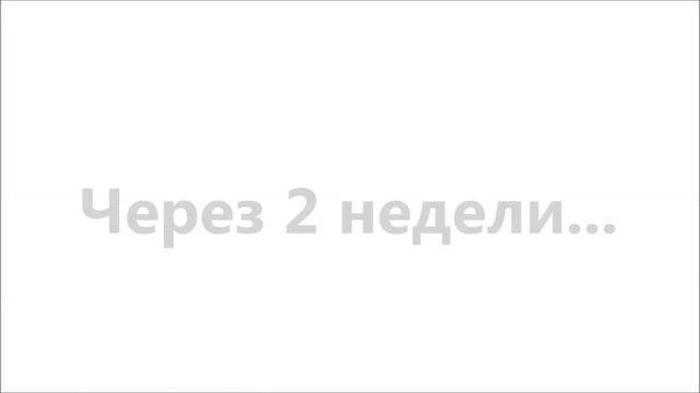 Как вырастить лимон из косточки