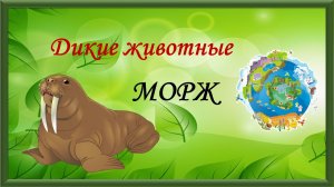 Дикие животные. Морж
