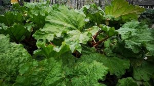 Выращиваем ревень. Приспособление для "форсирования" ревеня. Rhubarb forcer.