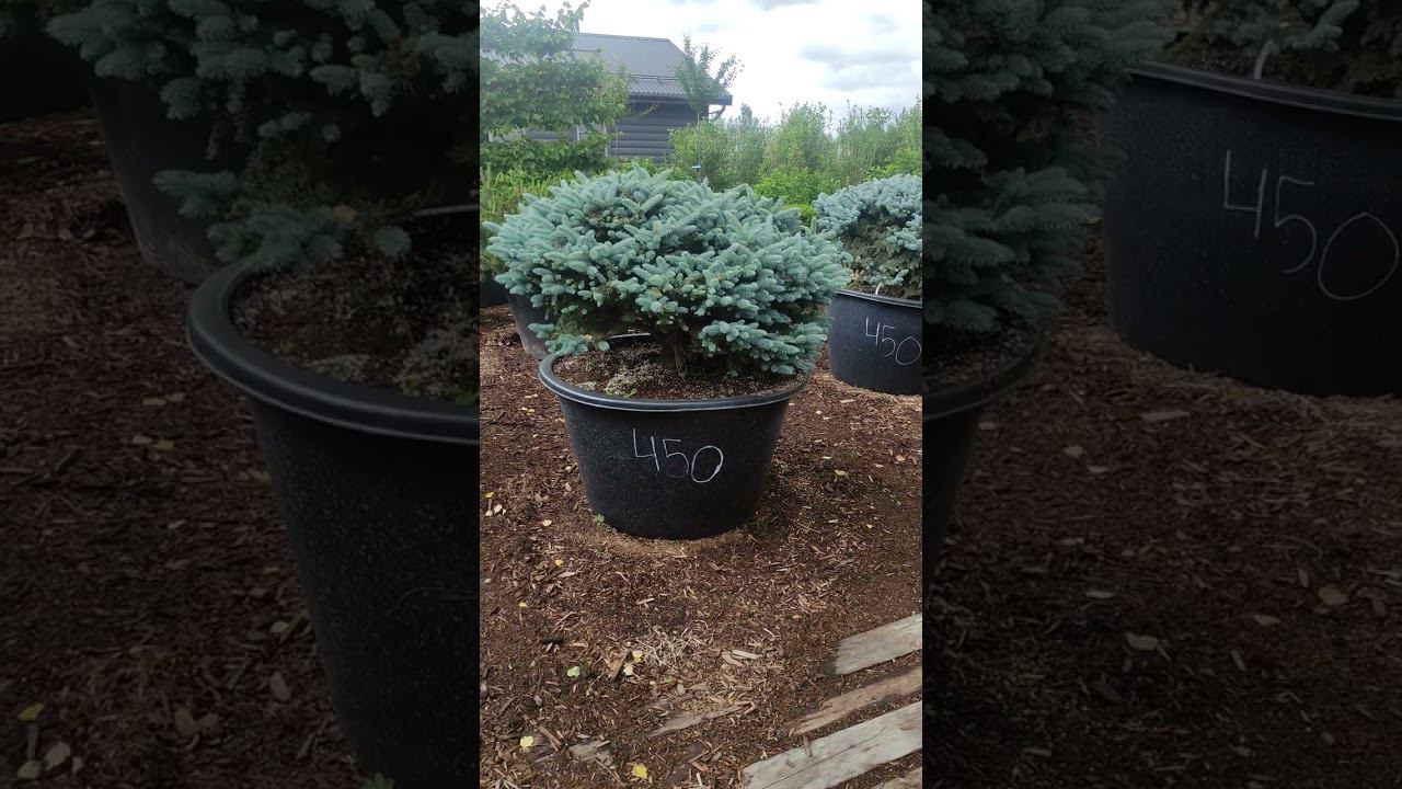 Ель колючая голубая глобоза. Picea glauca globosa. Питомник Ниваки.