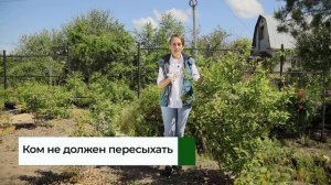 Почему не цветет голубика? От чего зависит цветение голубики? 2 совета от эксперта