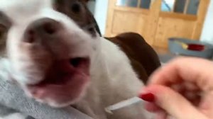 собака против зубочистки | Забавная собака Бостон Терьер | Funny Boston Terrier