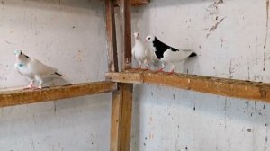 Какие полы в моей голубятни. What are the floors in my dovecote