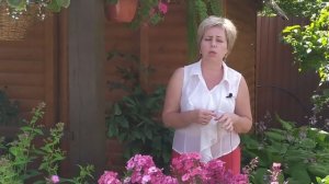 ФЛОКСЫ ? Все секреты ухода за прекрасными цветами / Садовый гид