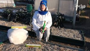 Мыши под мульчей. Что делать, если на грядках завелись полевые мыши или  кроты.