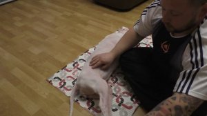 Массаж и комплекс восстановительных упражнений для собак с переломом позвоночника.