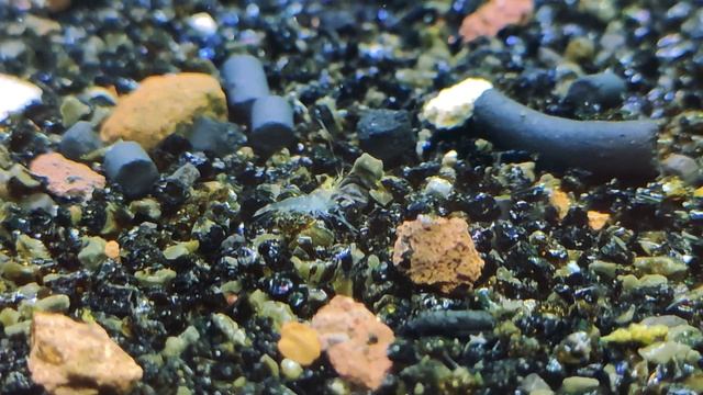 Креветка Макробрахиум красноклешневый, семейка / Macrobrachium sp. Nepal Himalayas red claw смотреть онлайн