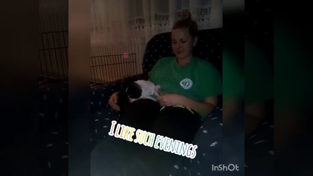 Relaxing video from PicardBoston Terrier