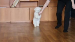 Бишон фризе, девочка Николь