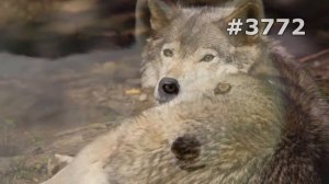 #3772. Волки, койоты и шакалы (В мире животных)