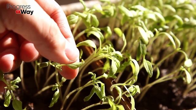 Сеем Томаты в Эти Дни Завалит Урожаем с Ног до Головы! Посадка Томатов По Лунному Календарю в 2022 смотреть онлайн