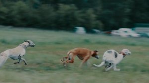 Просто красивое видно о  собачьих бегах / уиппеты на курсинге / самые быстрые собаки