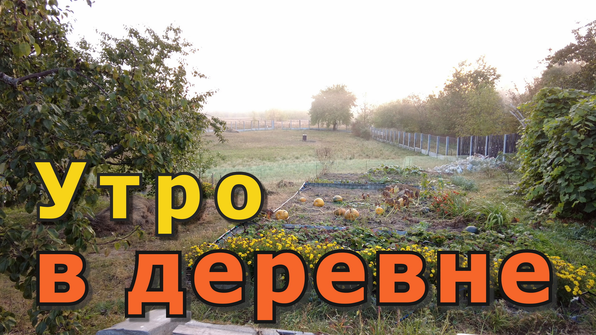 А вот, и солнышко! Утро в деревне перед работой. #деревня  #индюки #домиквдеревне #рассвет #туман