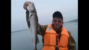 7 рыб, которые продаются без головы