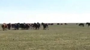 замай дуун.Бутидэй Дондок.