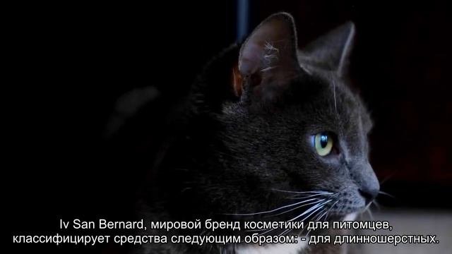 Какой шампунь выбрать для собаки и кошки?