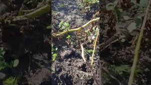 Обрезать или не обрезать ботву на картофеле