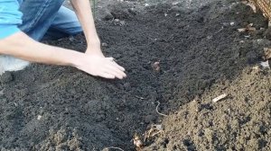 Выращивание канн на садовом участке