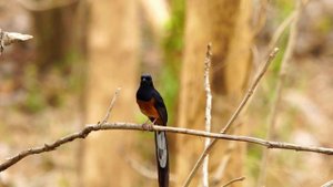 Bird Song | Birds Sing Four Seasons | Beautiful Bird Sounds for Relaxation, study and Sleep