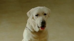 jai ho full movie 2018 | bollywood salman khan movies| daisy shah hot 2015, new movie race3