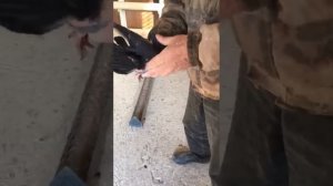 Голуби Шкурина А. И. 2022.г.