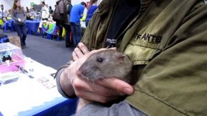 Усатые Звезды | Есенин - ЖУТКИЙ пасюк! (Wild Rats | Дикие Крысы)